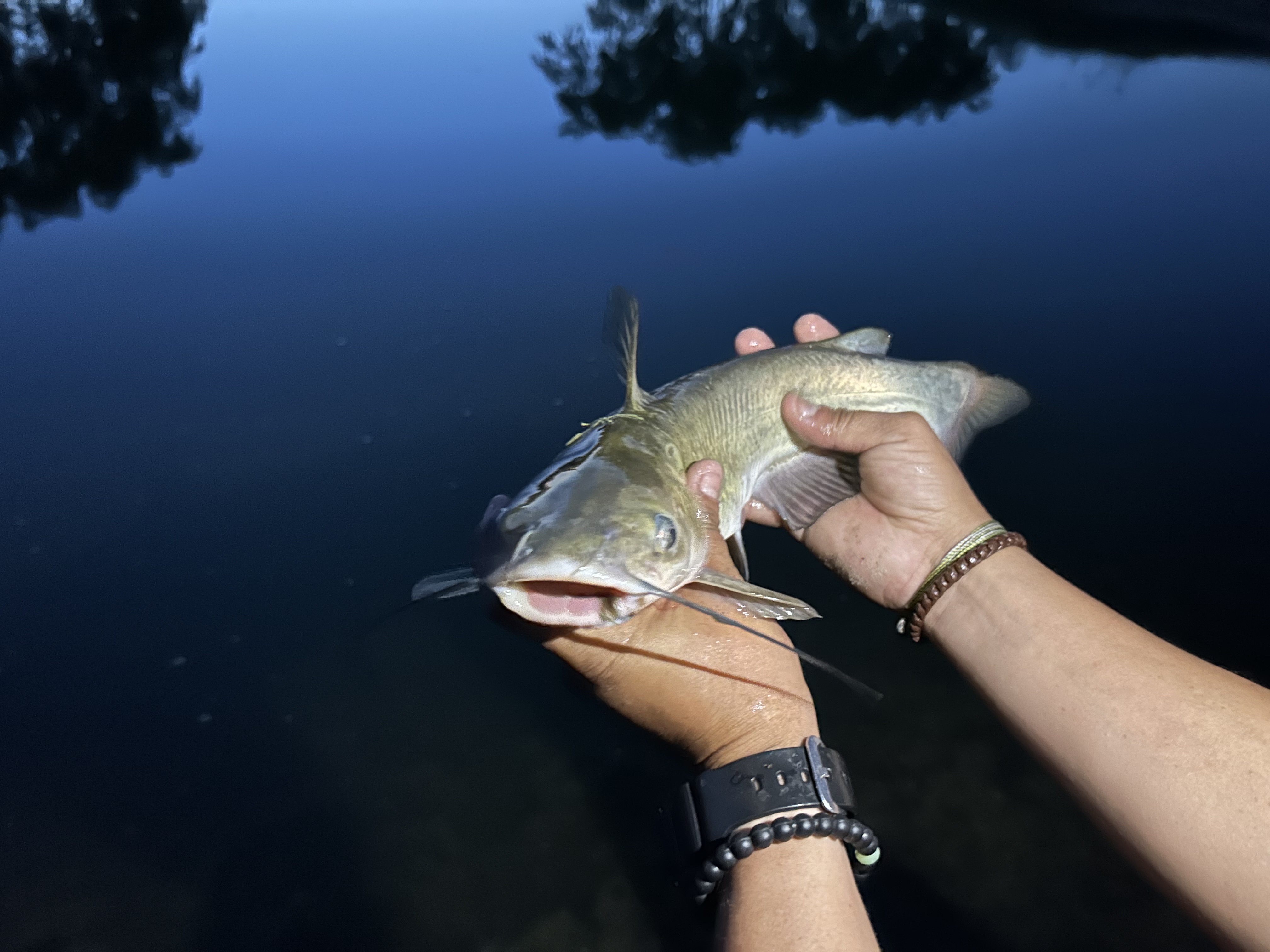 catfish.jpeg